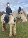 Poney gypsy cob 