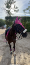 DP poney de sport 