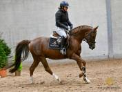 11 ans | hongre |Sha Lazio OX x Neptune vd Beekerheide