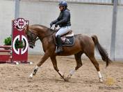 11 ans | hongre |Sha Lazio OX x Neptune vd Beekerheide