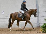 11 ans | hongre |Sha Lazio OX x Neptune vd Beekerheide