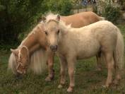 Poulain mini-shetland PP palomino