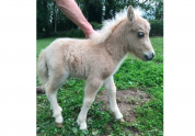 Poulain mini-shetland PP palomino