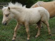 Poulain mini-shetland PP palomino