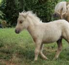 Poulain mini-shetland PP palomino