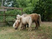 Poulain mini-shetland PP palomino