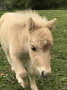 Poulain mini-shetland PP palomino