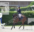 Cheval de famille, 6 ans idéal amateur cso 