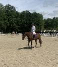 Cheval de famille, 6 ans idéal amateur cso 