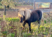 poney de couleur silver black et champagne 