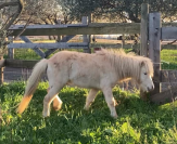 poney de couleur silver black et champagne 