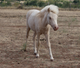 poney de couleur silver black et champagne 