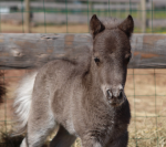 poney de couleur silver black 