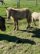 Poulains shetlands 