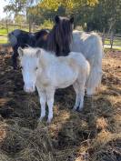 Poulains shetlands 