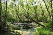 BALLADES EN BORD DE SAONE 