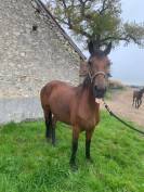 POULINIERE PONEY CONNEMARA NEE EN 2012