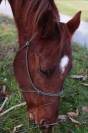 Jument 6 ans quarter horse ONC