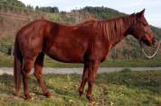 Jument 6 ans quarter horse ONC