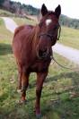 Jument 6 ans quarter horse ONC