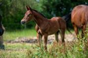 Etalon quarter horse 