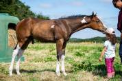 Etalon quarter horse 