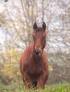 elevage montigny paint  quarter horse 