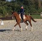 Hongre kwpn dressage 