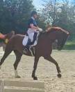 Hongre kwpn dressage 