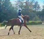 Hongre kwpn dressage 