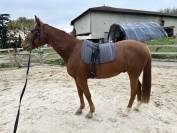 À vendre cheval PP 10 ans