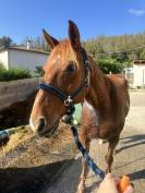 À vendre cheval PP 10 ans