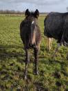 Poulain foal Mâle CSO I AM SEMILLY X MODESTO