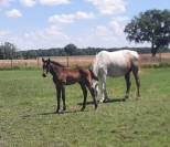 Poulain foal Mâle CSO I AM SEMILLY X MODESTO