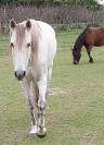 CHEVAL HONGRE DE 16 ANS A DONNER NE POUVANT ETRE MONTE