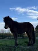 Vente Poney Pottock 4 ans