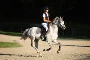 AV poney de sport