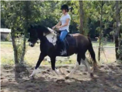 Hongre ONC tupe Irish cob - 13ans