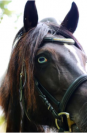 Hongre ONC tupe Irish cob - 13ans