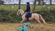 Ponette welsh pony