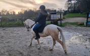 Ponette welsh pony