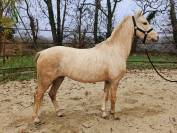 Ponette welsh pony