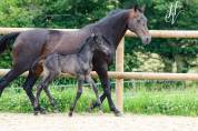 Pouliche kwpn par Apache x Maximus HP x Unicornio 