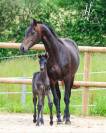 Pouliche kwpn par Apache x Maximus HP x Unicornio 