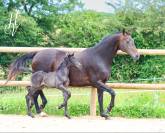 Pouliche kwpn par Apache x Maximus HP x Unicornio 