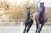 Pouliche kwpn par Apache x Maximus HP x Unicornio 