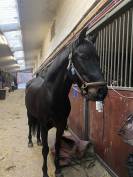 Demie pension poney de 9 ans