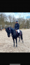 Demie pension poney de 9 ans