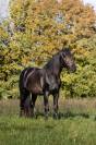 À Vendre : Superbe Étalon Noir, Allure et Sérénité 