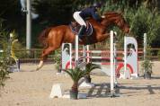 Hongre, 6ans (2025), idéal transition poney/cheval